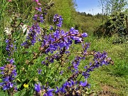 66 Salvia pratensis (Salvia dei prati)